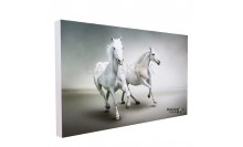 กรอบลอย-กรอบรูปม้าขาว